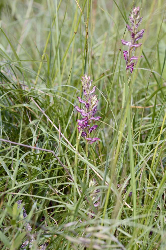 Anacamptis o Orchis coriophora